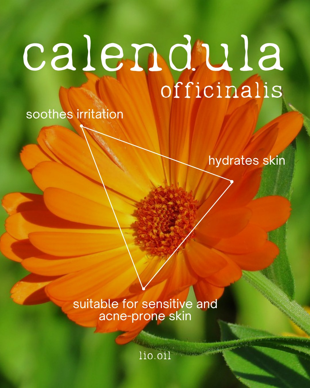 lio.oil carousel cover on calendula officinalis and its skin benefits