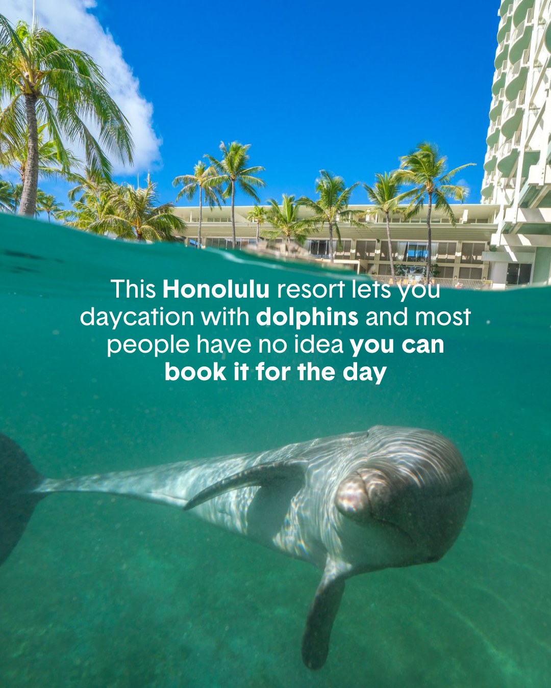 ResortPass carousel cover: a Honolulu resort where you can daycation with dolphins